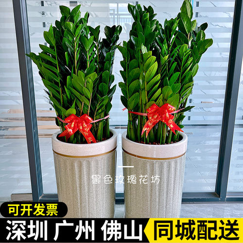 金钱树盆栽绿植开业乔迁送礼室内