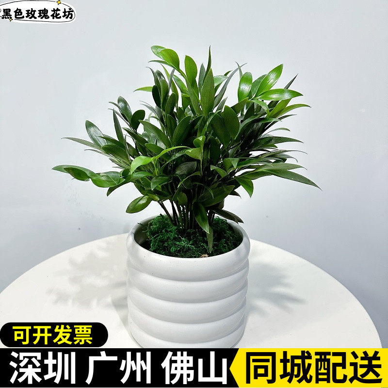 深圳竹柏盆栽平安竹兴旺竹室内办公室桌面小盆栽四季常青耐寒好养