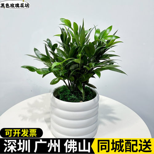 四季常青竹柏办公室桌面深圳配送