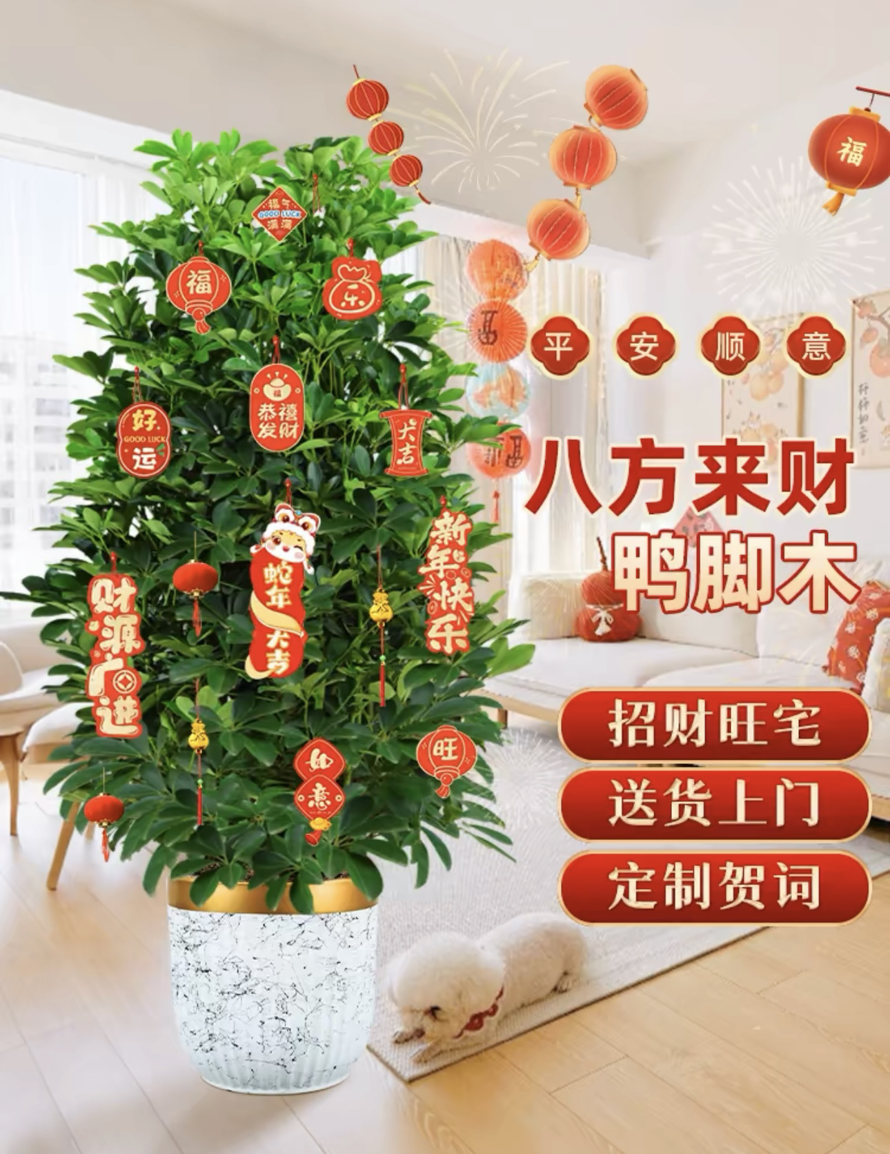 深圳鸭脚木盆栽八方来财发财树