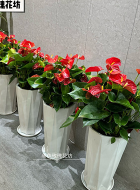 红掌盆栽 白掌粉掌植物室内花卉 观花植物 净化空气  吸甲醇