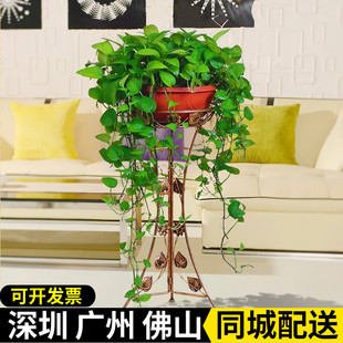 深圳广州大绿萝盆栽大盆垂吊室内客厅卧室长藤大叶绿萝好养活