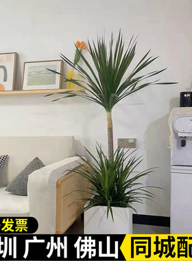 荷兰铁盆栽 办公室客厅落地大型绿植净化空气四季好养