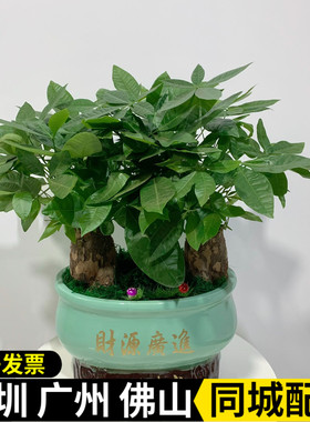 深圳发财树盆栽 发财树 盆栽 大 开业送礼办公室客厅净化空气绿植