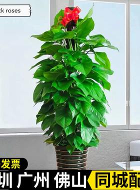深圳大叶绿萝箩柱盆栽室内大型植物客厅长藤卧室净化空气好养植物