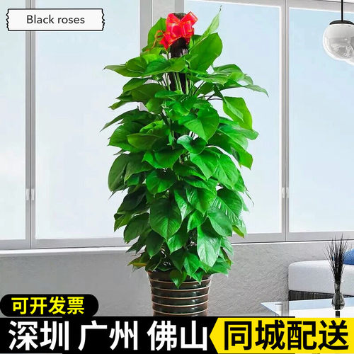 深圳大叶绿萝箩柱盆栽大绿萝好养