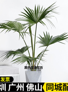 蒲葵大型盆栽室内客厅阳台庭院观叶绿植物禅意盆景净化空气