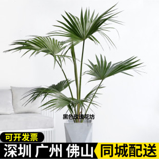 蒲葵大型盆栽室内客厅阳台庭院观叶绿植物禅意盆景净化空气