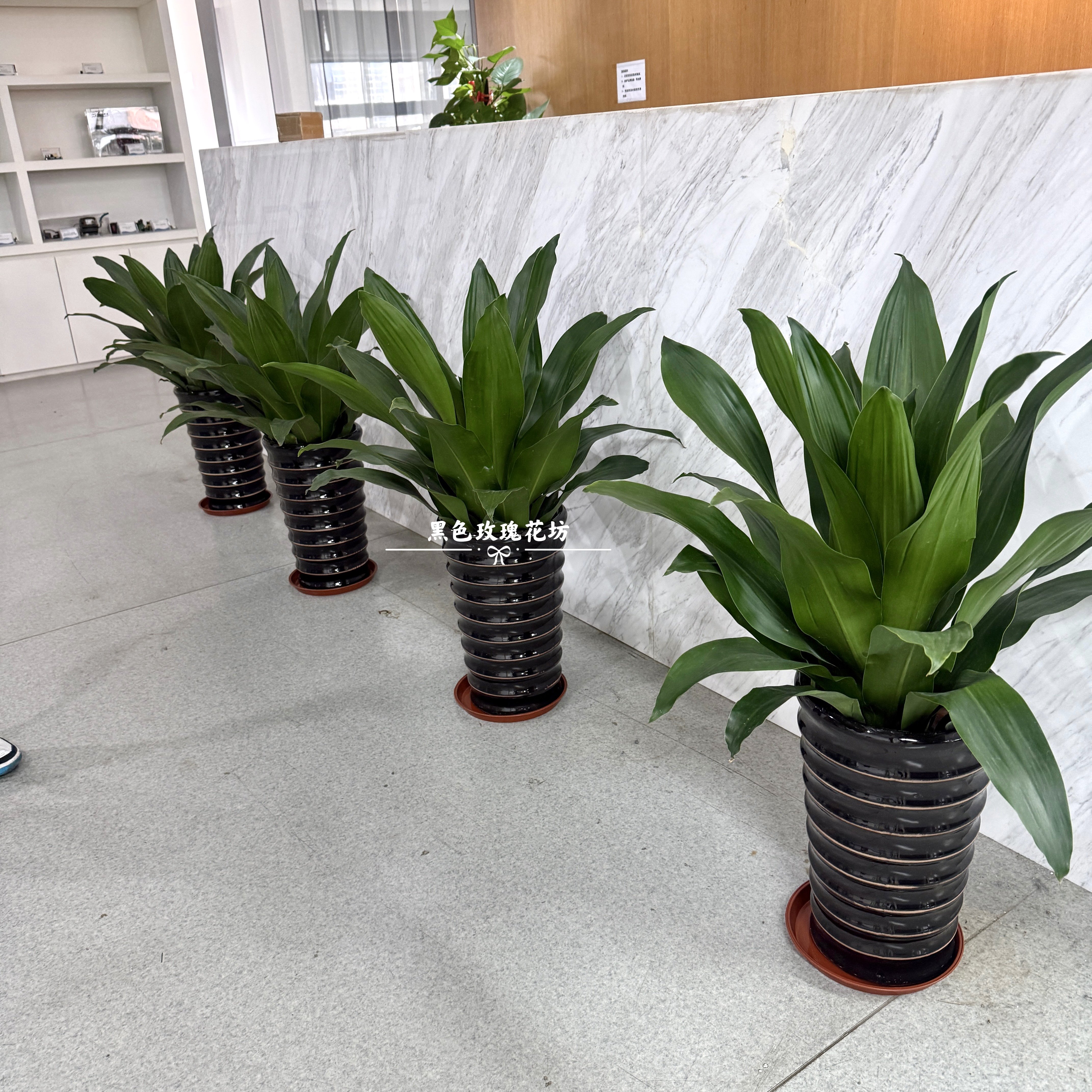 青叶也门铁盆栽室内客厅办公室耐阴好养前台落地四季常青绿化植物,鲜花速递/花卉仿真/绿植园艺,大型绿植/成品组合盆栽,淘宝优惠券,粉丝福利购,淘宝优惠卷