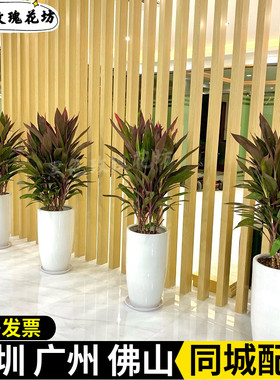 红叶朱蕉盆栽 客厅阳台净化空气室外观叶花卉可水培红叶铁