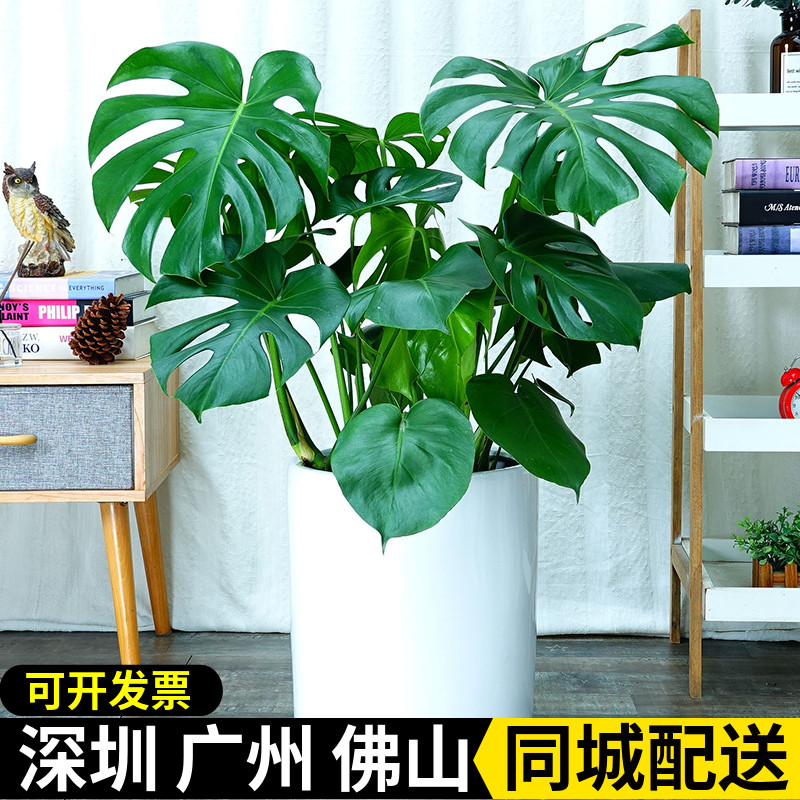 龟背竹盆栽 室内客厅办公室大型绿植花卉盆景 净化空气吸收甲醛