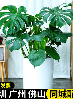 龟背竹盆栽 室内客厅办公室大型绿植花卉盆景 净化空气吸好养活