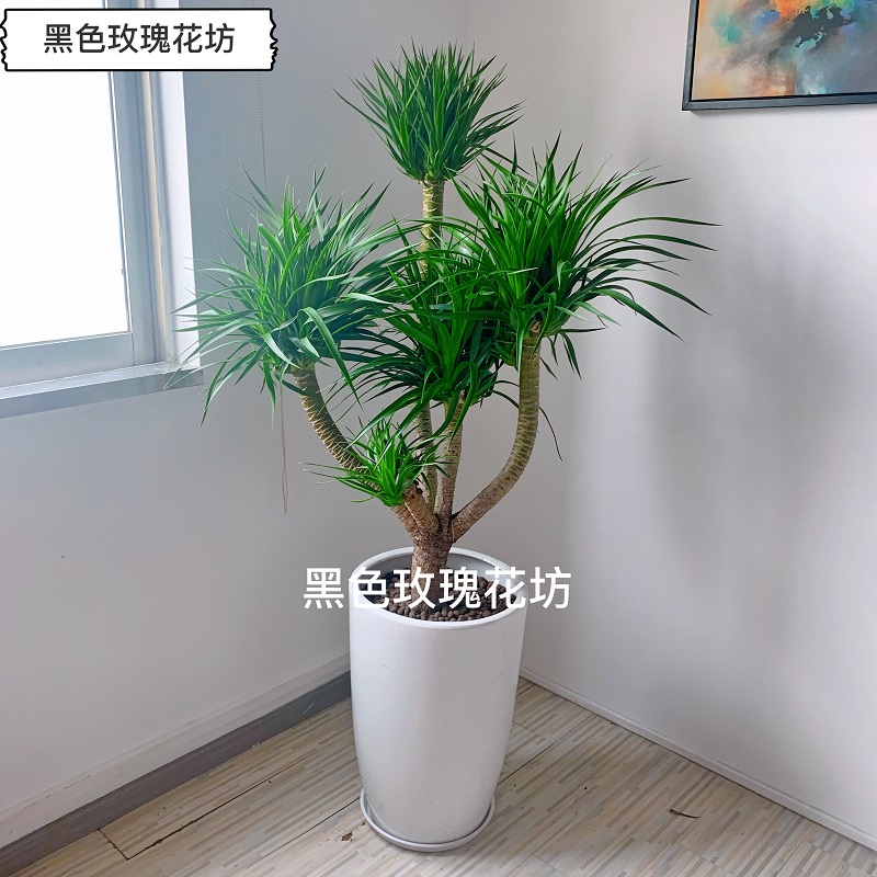 龙血树盆栽大型绿植室内客厅棒棒糖造型植物龙铁树盆栽办公室 鲜花速递/花卉仿真/绿植园艺 大型绿植/成品组合盆栽 原图主图