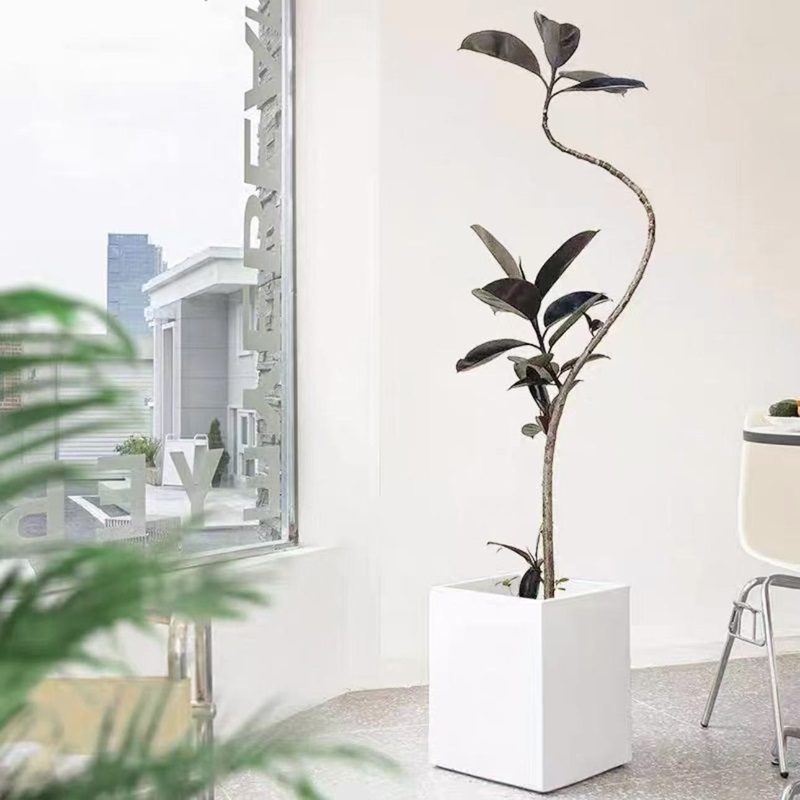造型黑金刚橡皮树盆栽客厅阳台大型观叶绿植北欧风格网红款