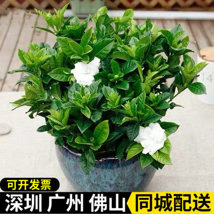 栀子花盆栽小叶树苗盆景带花苞