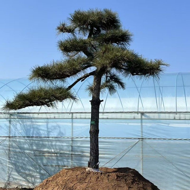 造型黑松树四季常青耐寒耐热