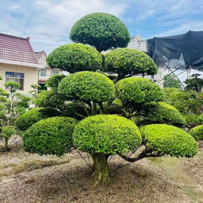 庭院绿植造型黄杨树小叶瓜子黄杨