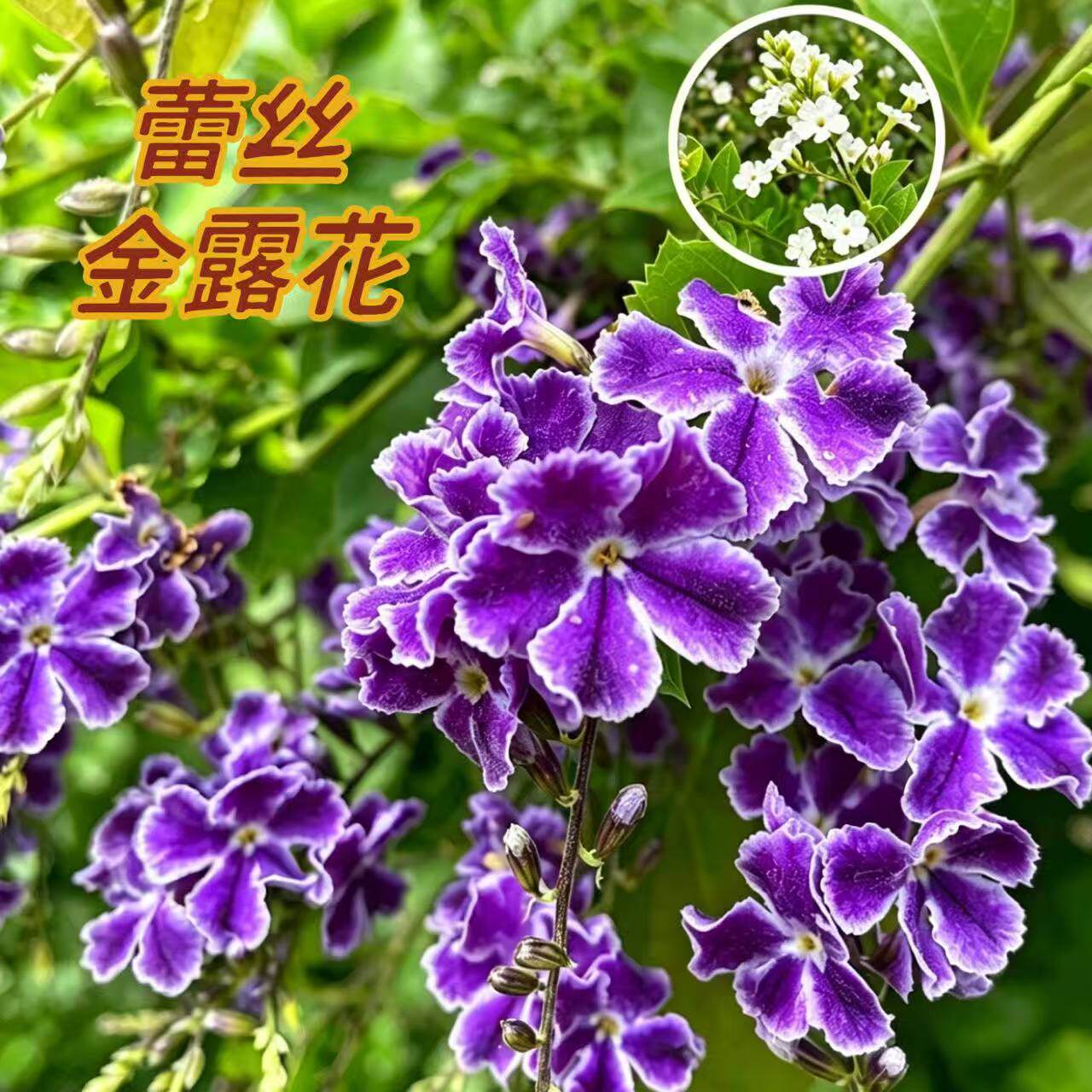 甘露花多年生植物 蕾丝金露花棒棒糖盆栽 室内外植物四季好养易活