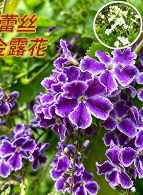 甘露花多年生植物 蕾丝金露花棒棒糖盆栽 室内外植物四季好养易活