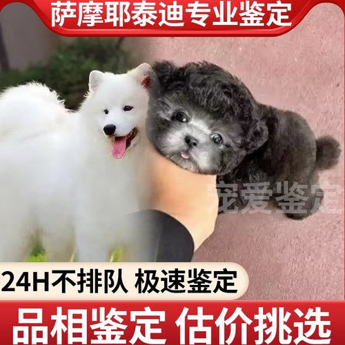 萨摩耶泰迪专业鉴定品相鉴定估价