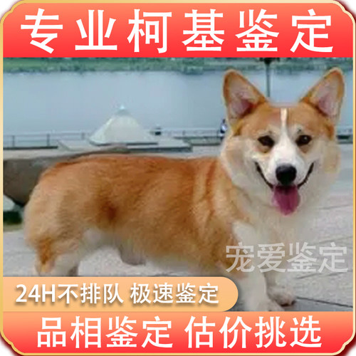 柯基专业鉴定品相鉴定估价挑选