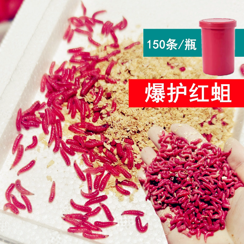 鲜活红蛆虫活体鱼饵爆护活蛆野钓马口溪石斑白条鲫鱼饵料红虫活饵