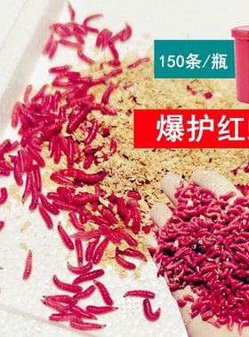 鲜活红蛆虫活体鱼饵爆护活蛆野钓马口溪石斑白条鲫鱼饵料红虫活饵