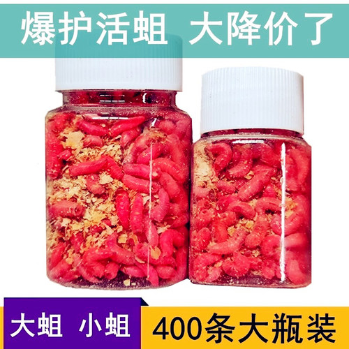 钓鱼活体蛆虫红蛆钓鲫鲤溪鱼活饵