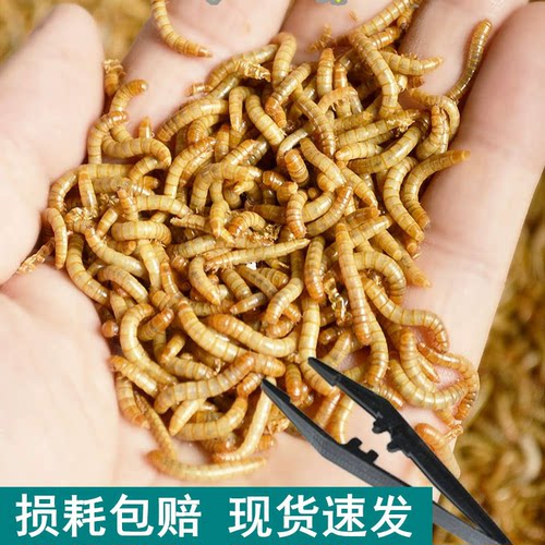 活体面包虫爬宠饲料鸟食