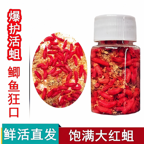 钓鲫鱼鲜活蛆虫大号红蛆白条统杀