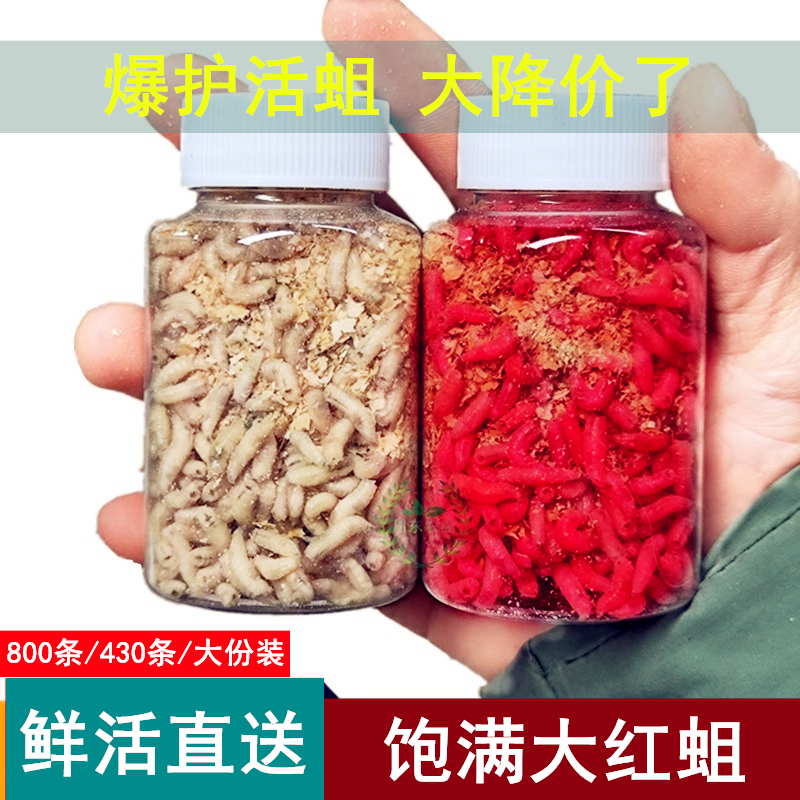 鲜活大号红蛆活饵野钓鲫鲤鱼饵料