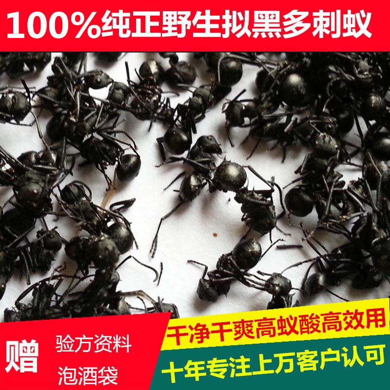 Guangxi Large black ants quality goods wild Spiny Arthralgia Black Ants Chinese herbal medicines Paojiu material bulkin the Traditional nourishing food , Medicinal and Edible Food , Ant  category - from Buy2taobao.com to provide professional Taobao agent buy service