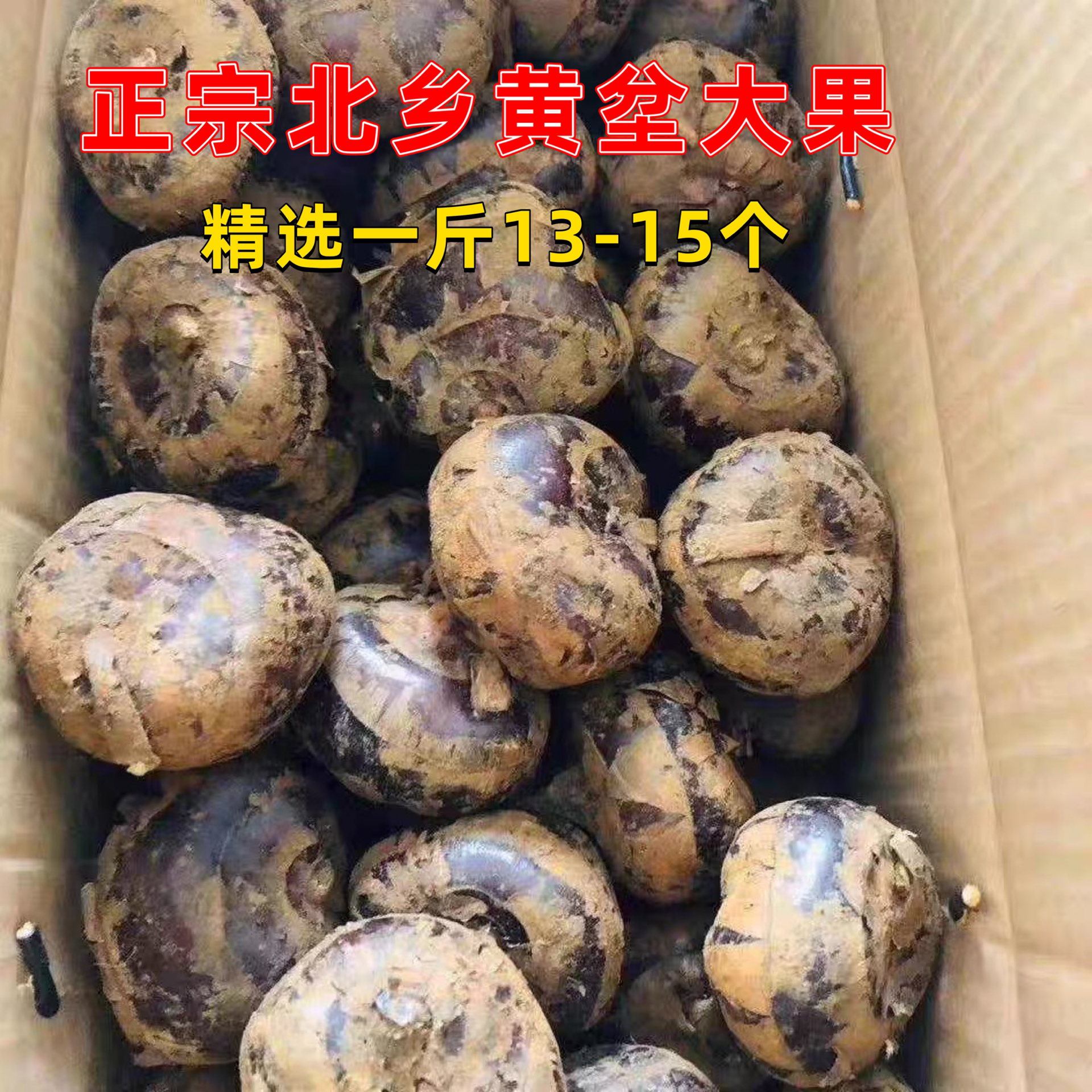 乐昌北乡马蹄荸荠精选大果新鲜水果蔬菜地梨甜脆无渣广东韶关特产
