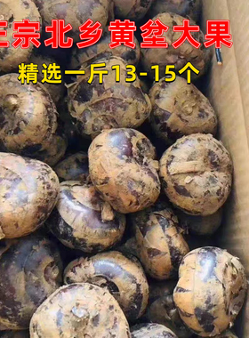 乐昌北乡马蹄荸荠精选大果新鲜水果蔬菜地梨甜脆无渣广东韶关特产