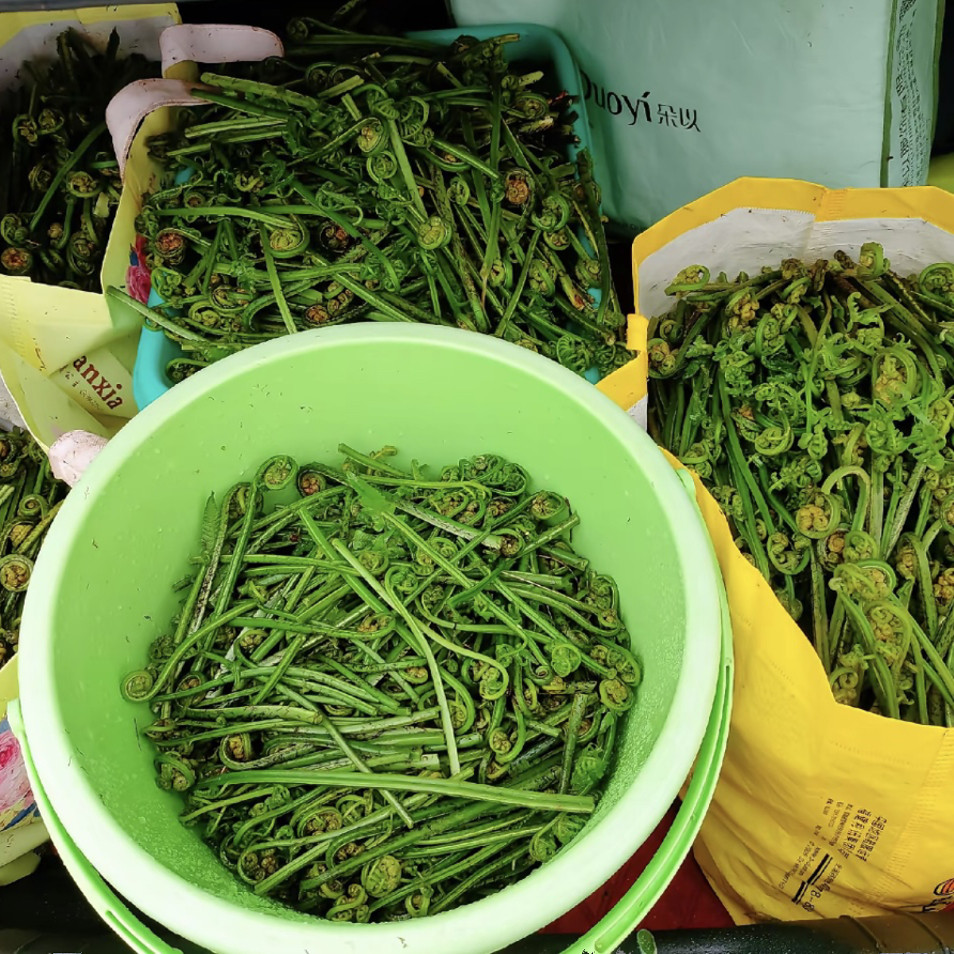 顺丰包邮广东韶关特产蕨菜水蕨菜龙爪菜新鲜野菜拳头菜现摘现发