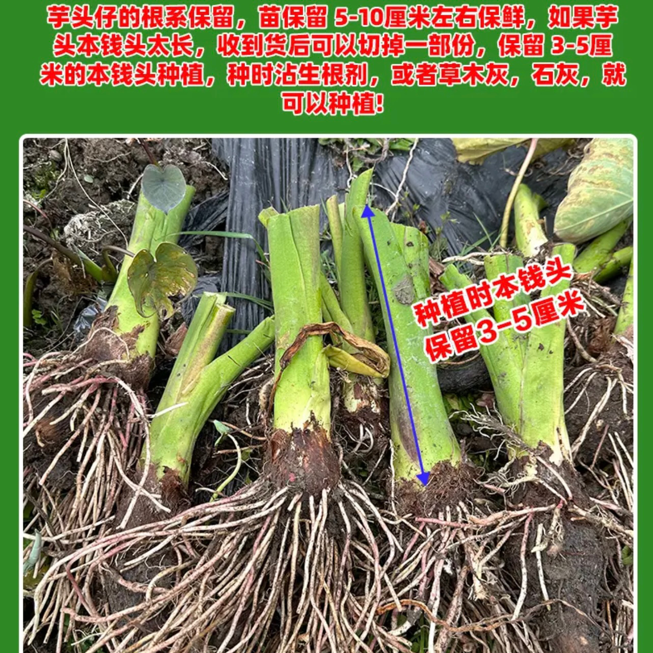 现挖正宗乐昌炮弹芋头种苗张溪香芋苗大型种苗槟榔芋苗种子旱地粉