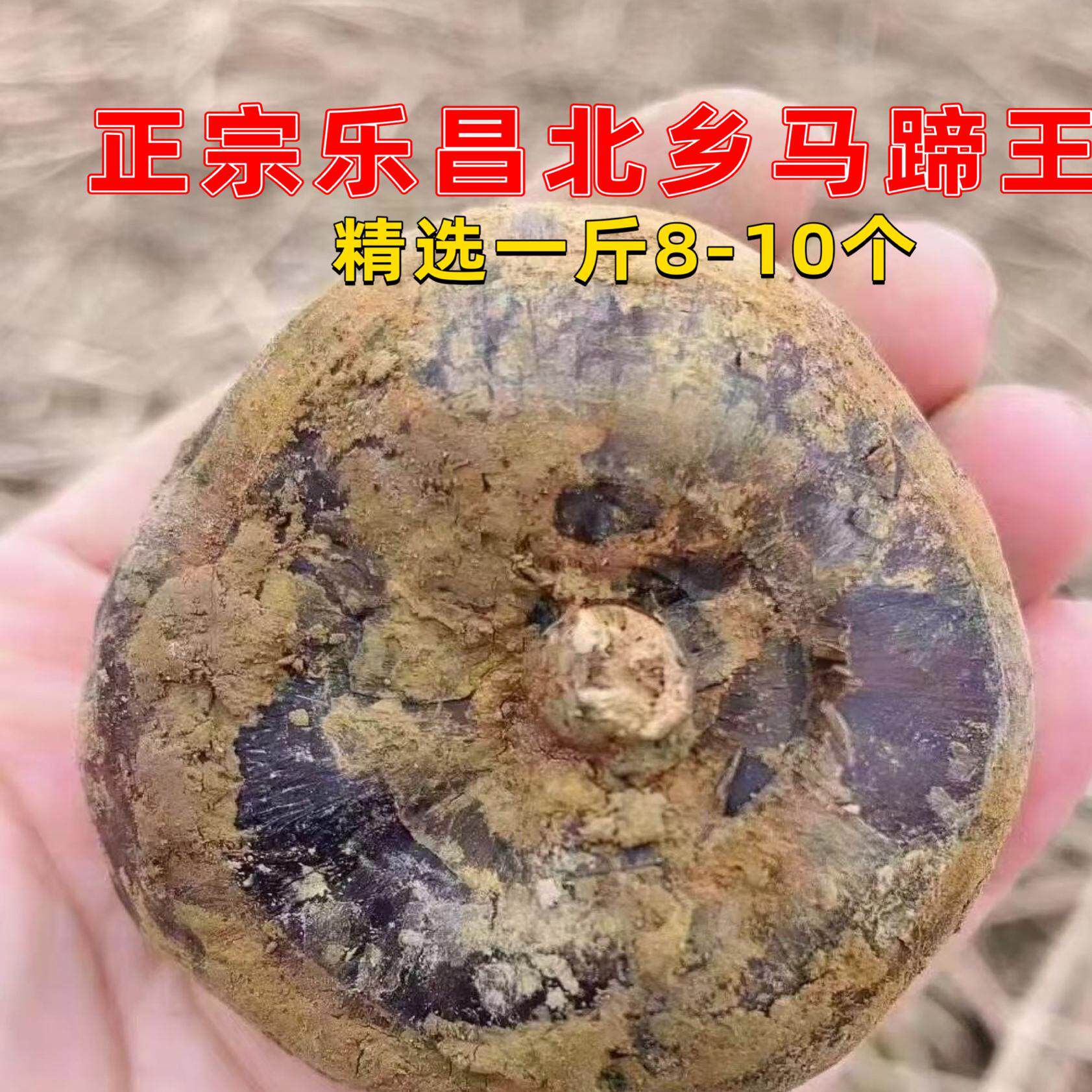 精选马蹄王 正宗乐昌北乡马蹄荸荠新鲜现挖特大脆甜无渣即食水果