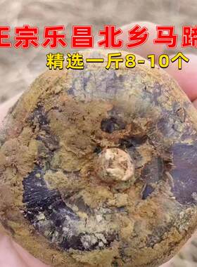 精选马蹄王 正宗乐昌北乡马蹄荸荠新鲜现挖特大脆甜无渣即食水果
