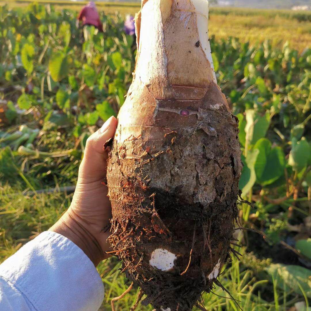 批发正宗乐昌张溪炮弹香芋韶关土特产直供新鲜现挖芋头蔬菜非荔浦