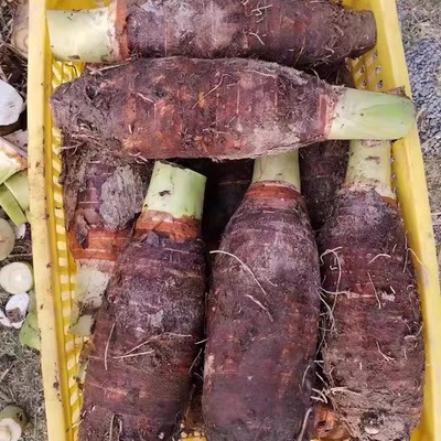 张溪香芋正宗乐昌炮弹中秋礼盒装