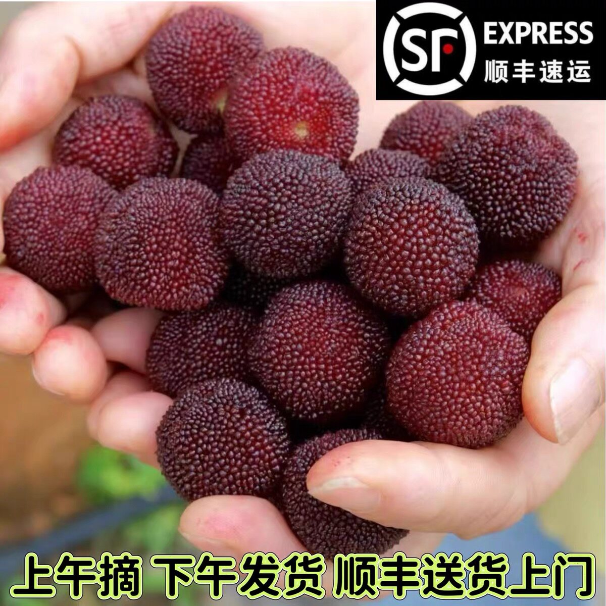 宜章水浸窝杨梅东魁杨梅乌梅当季新鲜水果乌梅仙居甜大果顺丰包邮