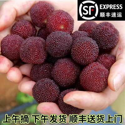 宜章水浸窝杨梅东魁杨梅乌梅当季新鲜水果乌梅仙居甜大果顺丰包邮