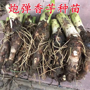 广东韶关乐昌大炮弹水芋头种子植苗槟榔香芋本地现挖新鲜易活大个