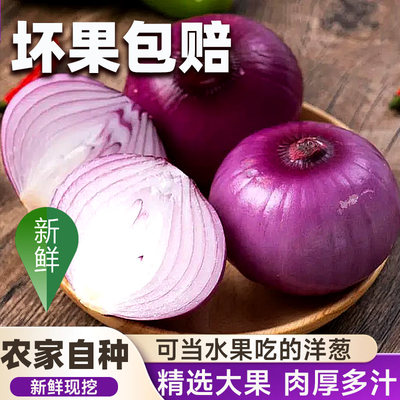 现挖紫皮洋葱新鲜水果洋葱