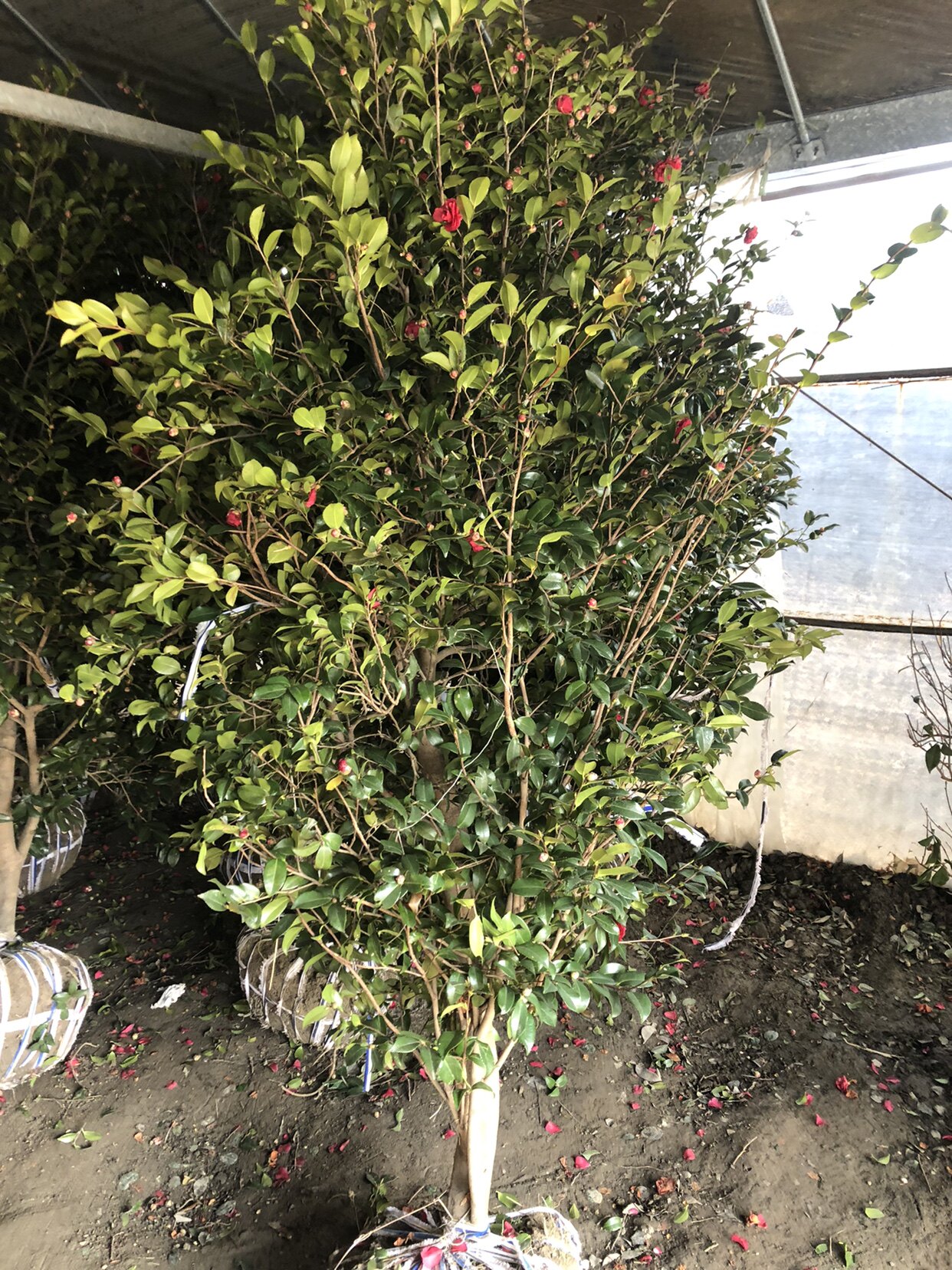 茶梅树茶梅花带花苞实拍图发货茶花四季常青四季茶梅花梅花树苗