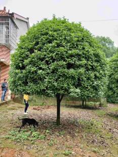 黄金名贵精品造型桂花大型金桂丹桂红花状元红庭院八月桂花树老桩