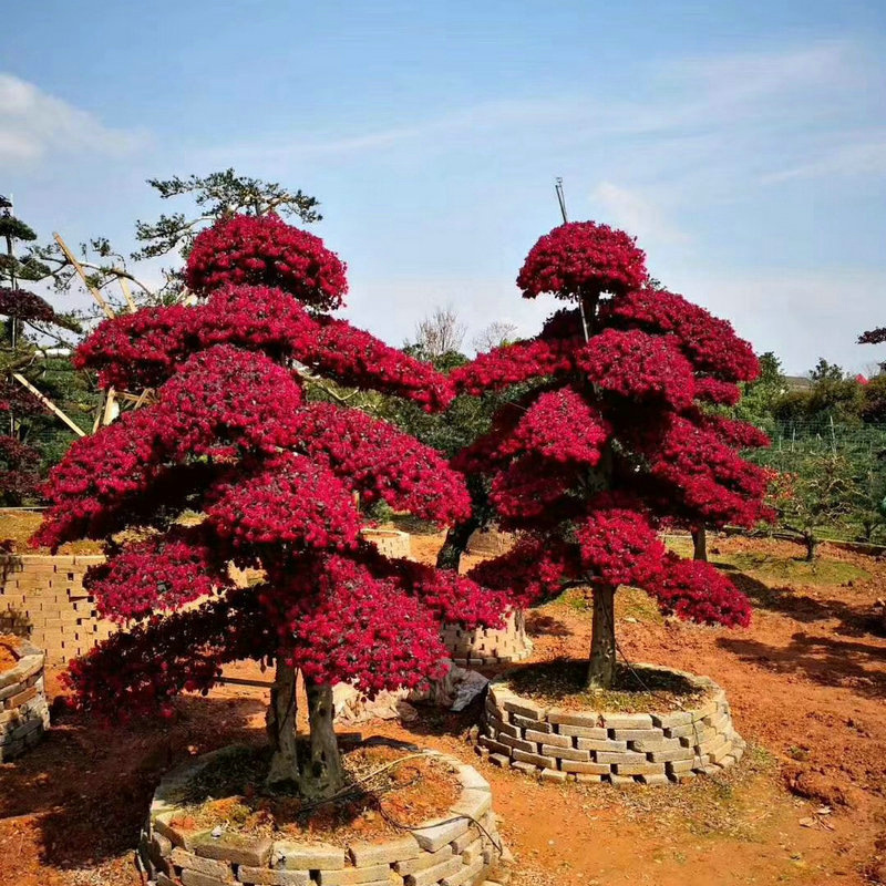 造型红花檵木桩 造型景观树红花继木庭院花卉绿化红花檵木桩基地