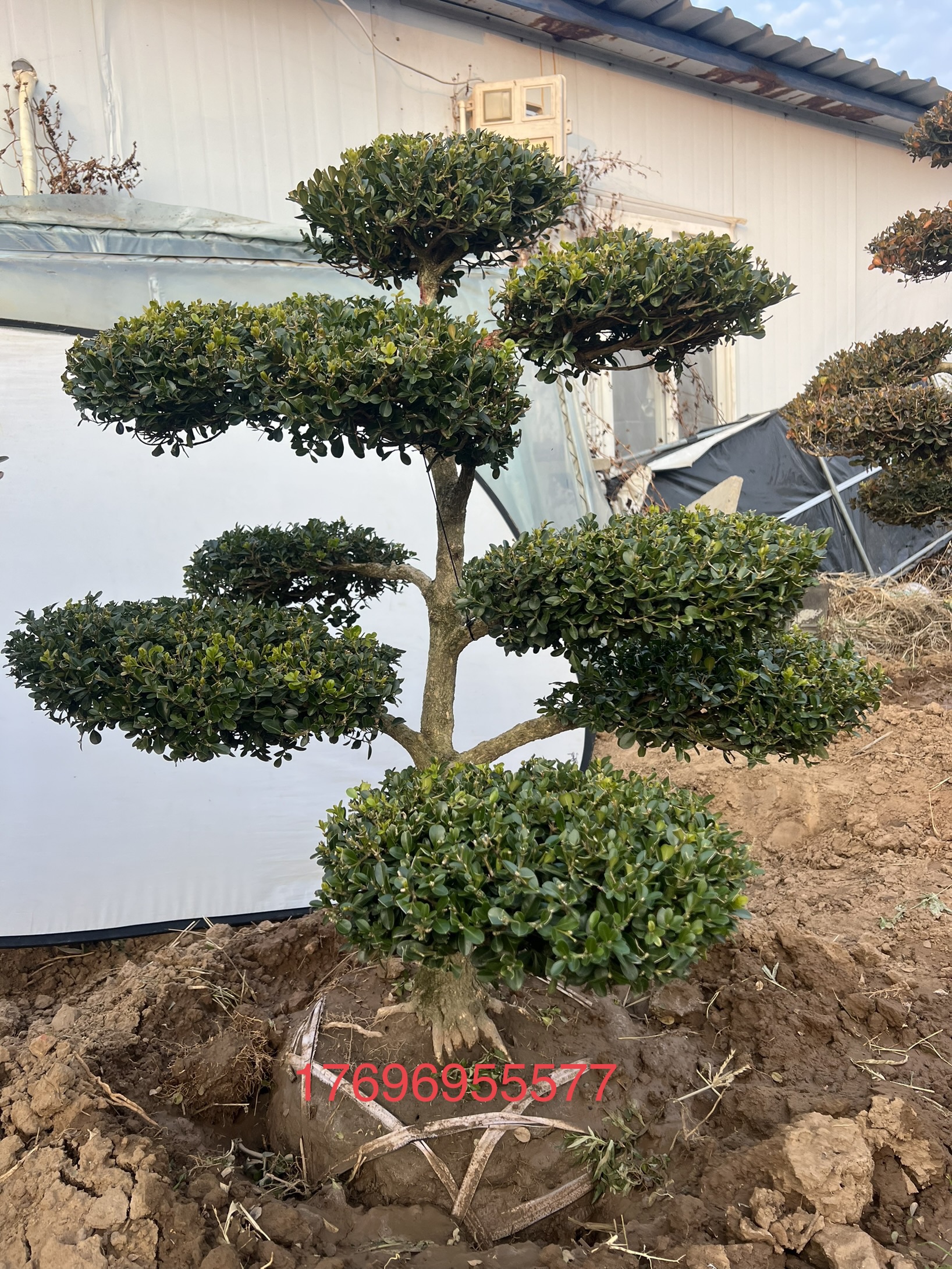 地景黄杨树造型黄杨风景树小叶黄杨造型瓜子黄杨造型庭院树绿化