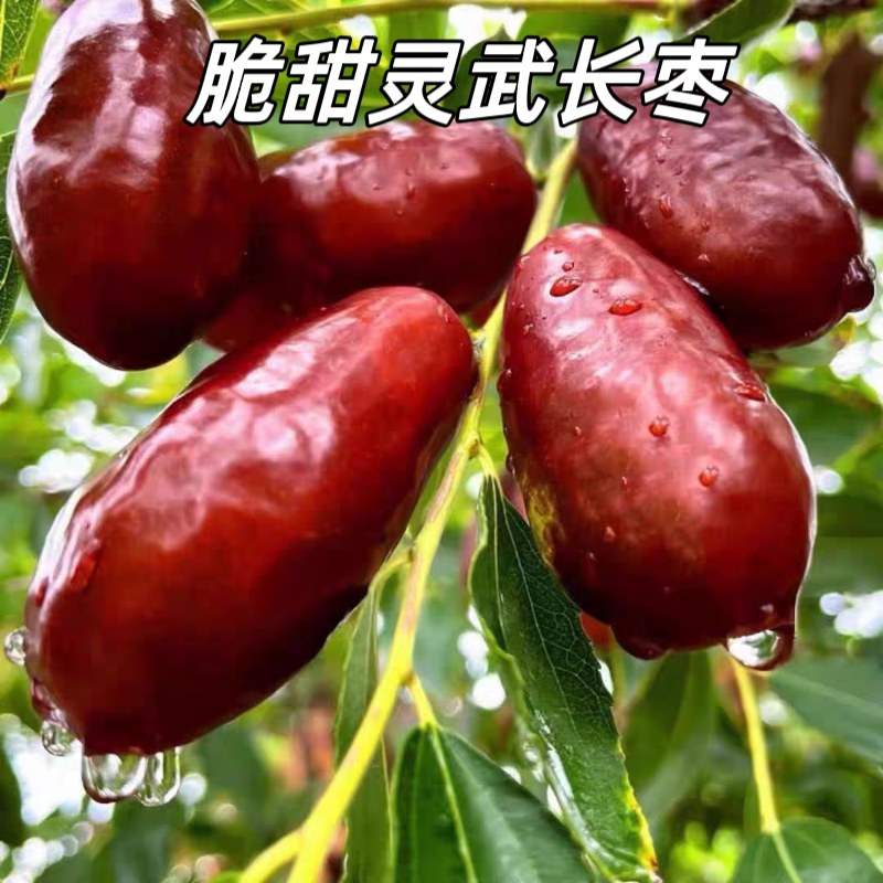 宁夏灵武长枣新鲜水果鲜枣子大枣子当季脆甜长红枣非冬枣