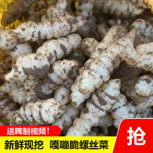 宁夏现挖宝塔菜地环新鲜螺丝菜地葫芦小地雷菜地牯牛地梨儿地溜子